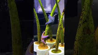 Starfish doing pole dancing
