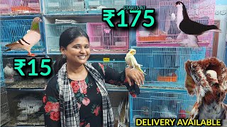 ₹175முதல் birds | Cheapest pet market
