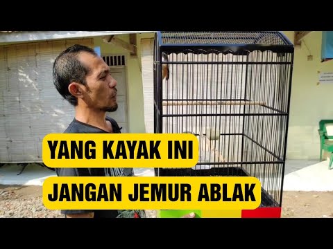 burung cendet gacor NARUNG JITU untuk PANCINGAN CENDET AGAR BUNYI bikin BURUNG PENTET GACOR EMOSI