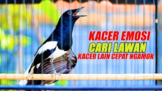 KACER EMOSI CARI LAWAN, PANCINGAN KACER CEPAT TARUNG