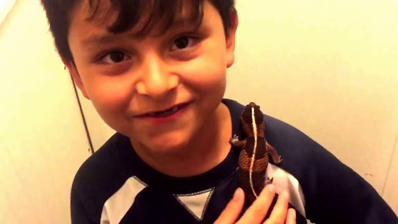 camera iphone 8 plus apk Very cute! Little buddies loves his lizard gecko
