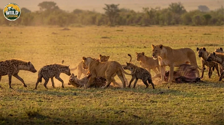 How Africa's Top Predators Rule the Wild