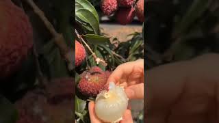 farming fruit trend زراعة