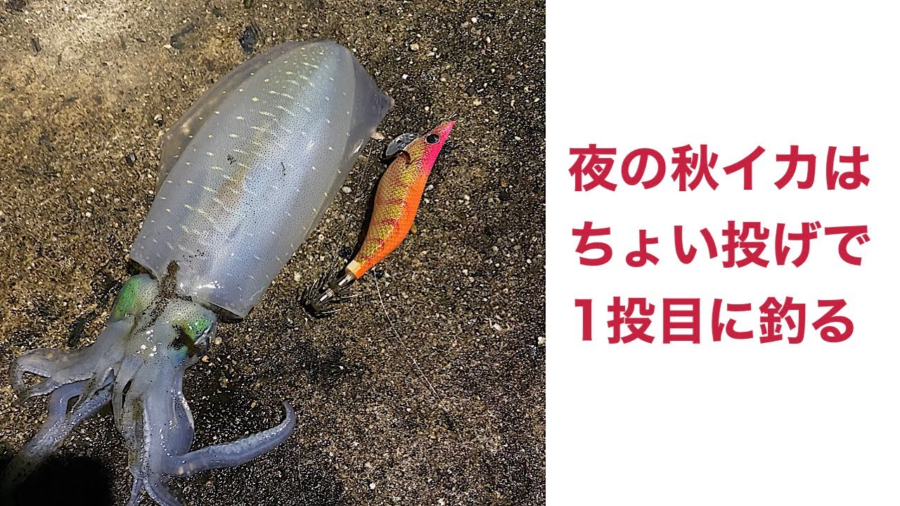 【しまなみ海道】夜の秋イカはちょい簡単【エギング】