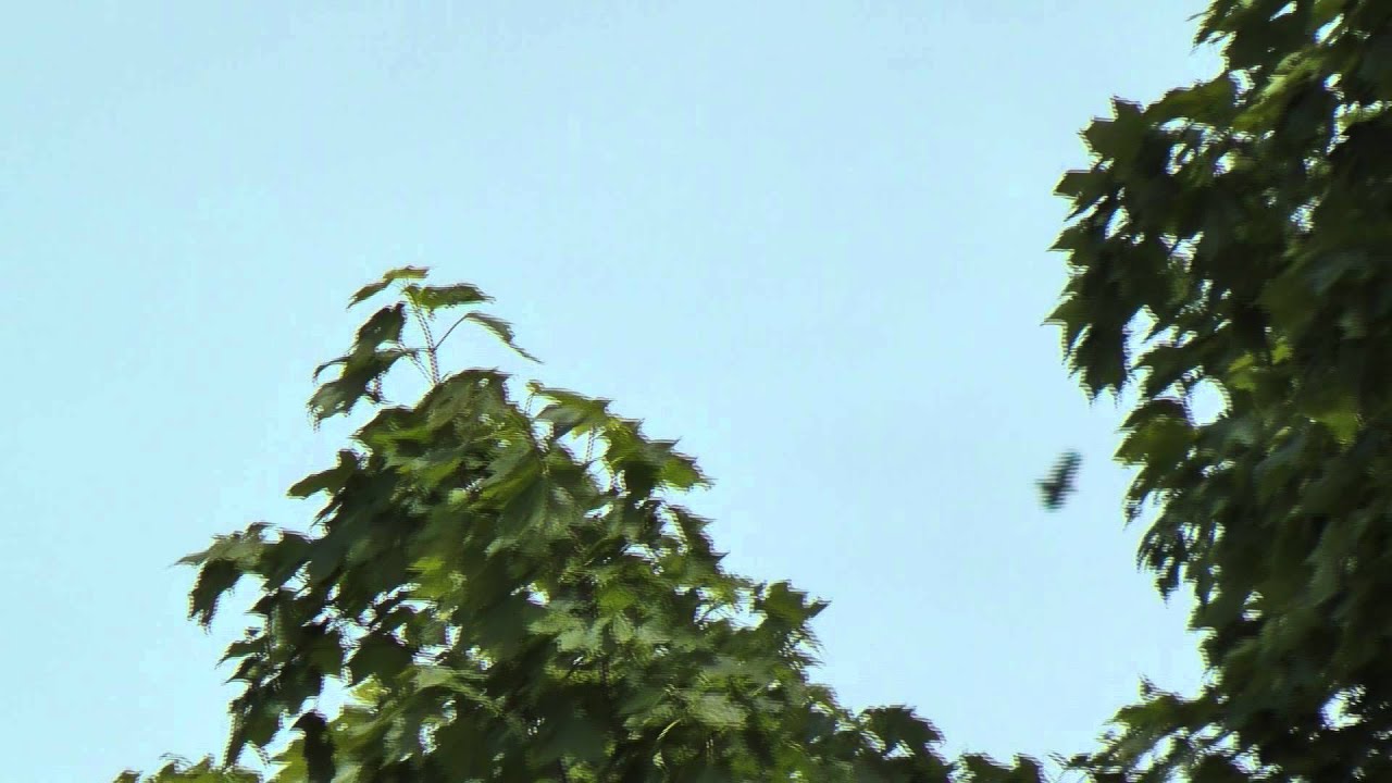 a big bird flying around I think it's a Osprey