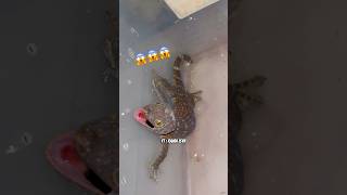 Tokek rumah galak☹️ #reptile #gecko #geckos #shorts #tokaygecko #tokek #fyp #tokekrumah #shortsfeed