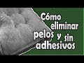 Cómo limpiar los pelos de perros y gatos como por arte de magia #gatos