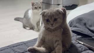 [미션냥파서블] 영화 찍는 고양이들 | Funny Kitten