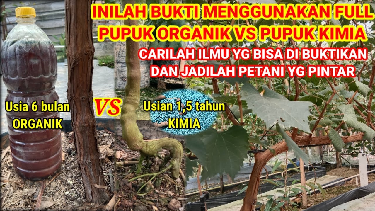PERBANDINGAN‼️POHON ANGGUR FULL ORAGANIK VS KIMIA