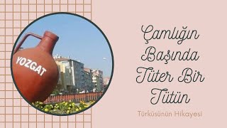 Çamlığın Başında Tüter Bir Tütün Türküsünün Hikayesi Sürmeli Yozgat Türküleri Resimi