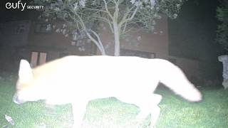 Garden Wildlife Fox Videos EufyCam S3 Pro 3 Security Camera Worcester, UK 26th March 2026
