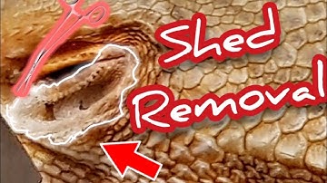 Amazing SHED ASSISTANCE! Bearded Dragon Molt Removal! | @ChuckNorrizBeardedDragons #stayrad