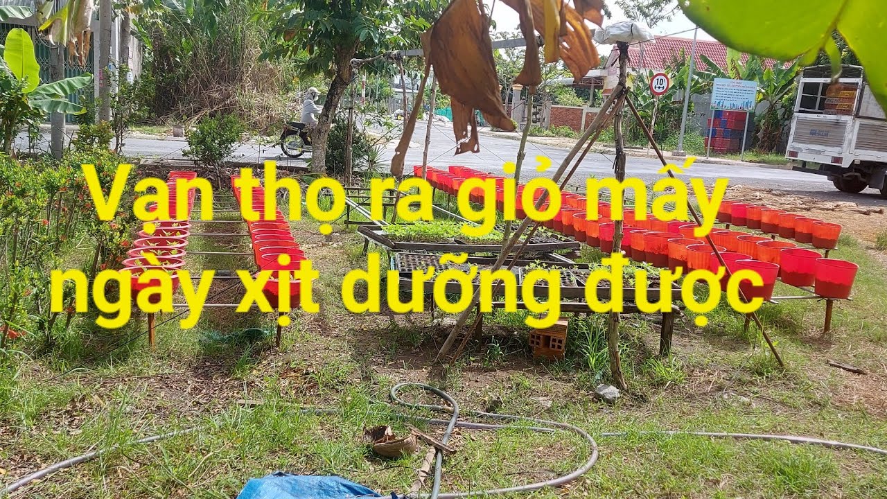 Chia sẽ Vạn thọ ra giỏ khi nào dưỡng rể và tưới phân được
