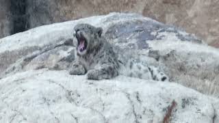 Wild Snow Leopard Approaches Us