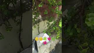 Ager tume lagta hai ki koi or tum se.......🌺🌿#garden 😊🍀💗💗🌿🌺🌺💗🍀😊😊 #radhakrishna