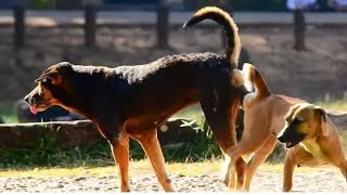 dog mating || dog meeting funny vidéo || dog mating first time 2023 ||dog vidéo...