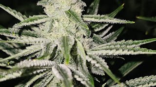 Seed Run Pheno Hunt