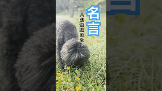 元気になる言葉ワンコ　　　　