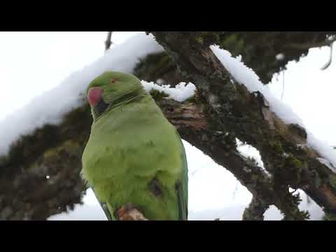 Rose-ringed Parakeet / Psittacula krameri / Kramerio papūga / Индийский кольчатый попугай