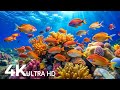 DREAM AQUARIUM 4K Marine Life Sea Animals And Coral Reef Fish Tank Sounds For Deep Sleep 62 