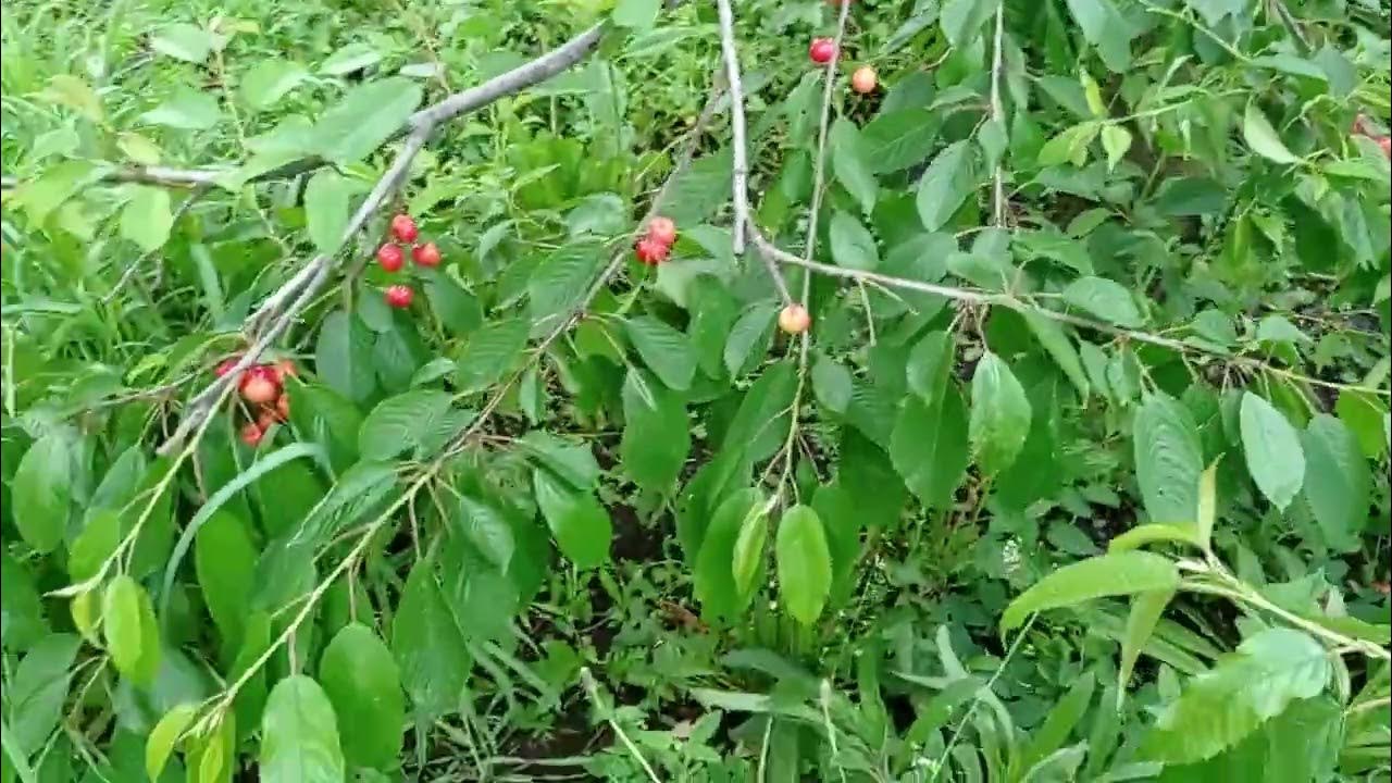 26 мая 2023 г. Черешня скороспелка. - YouTube