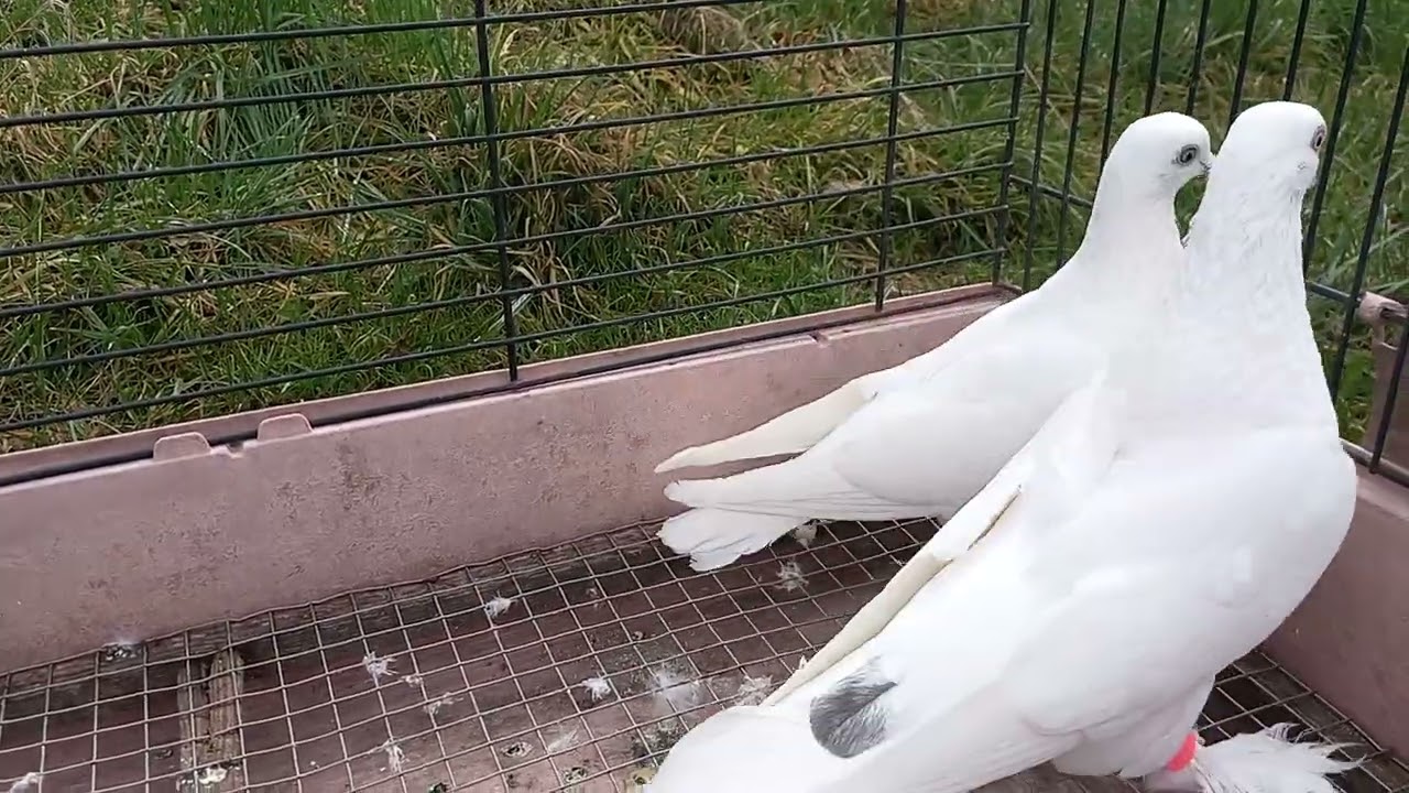 Таджикские красавцы 07.03.2026