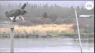 Young bald eagle taking a crap