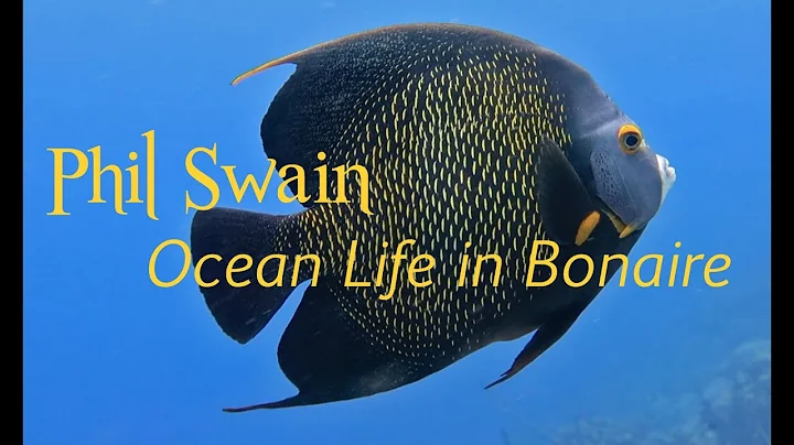 PHIL SWAIN - Ocean Life in Bonaire [Ambient]