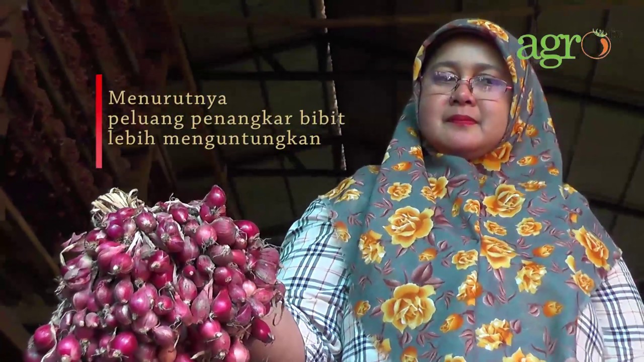 Yuliana Sukses Bisnis Bawang Merah
