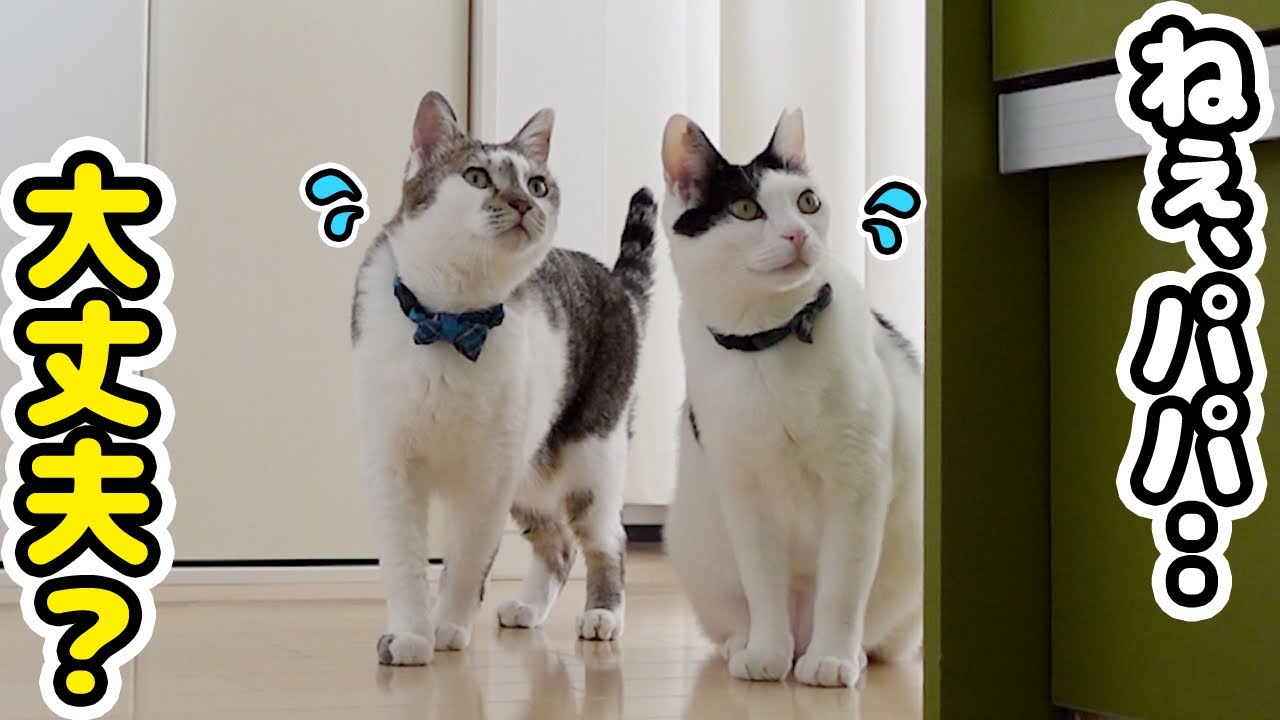 When Dad went into the kitchen he got so distracted by the cats
