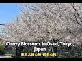 Cherry Blossoms in Ōsaki, Tokyo, Japan　東京大崎の桜