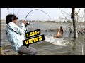 रोहू मछली के लिए ग्राउंड चारा जरूर करे Rohu fish hunting Rohu fishing chara bite Royal Fisher