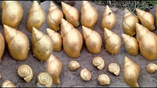 Menemukan keong emas dan keong gepeng ( find gold snails and gepeng snails) @tamanbermain7003
