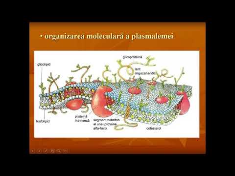 CURS 4.2  Structura membranelor