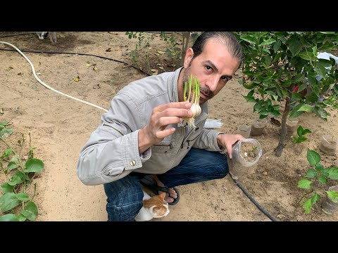 فيديو: زرع بصيلات الثوم - كيفية زراعة الثوم من البصلات