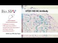 Bio sb  2022 new cited1 antibody for ihc