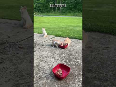 Kitties are enjoying dinner