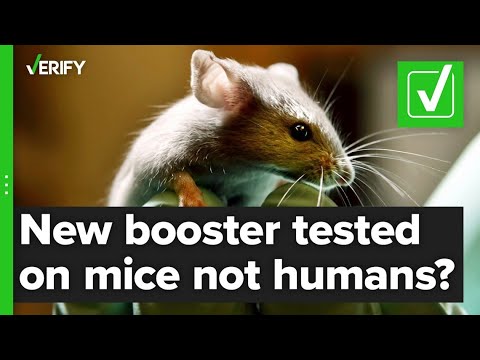 Yes, the updated omicron booster shots were tested on mice, not humans, before authorization