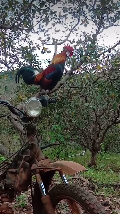 Tiếng gà rừng gáy #rooster ,#shorts