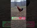 صبح های روستایی با صدای دلنشین خروس محلی شروعی پرانرژی و طبیعی برای یه رو خروس روستا صدای طبیعت صبح های روستایی با صدای دلنشین خروس محلی شروعی پرانرژی و طبیعی برای یه رو خروس روستا صدای طبیعت