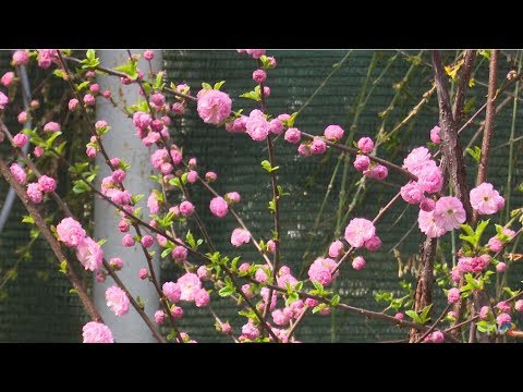 Video: Grădina japoneză a prieteniei din Phoenix, Arizona