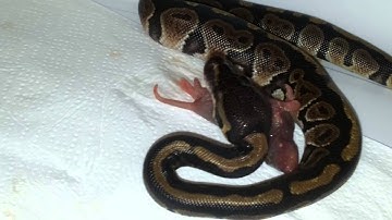 Assist & Force feeding baby Ball Python!