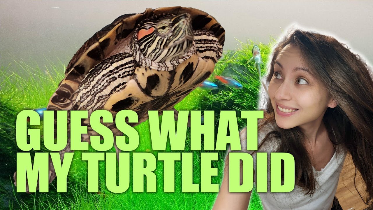 I love dwarf hairgrass but what does my turtle think of it?