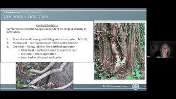 Oriental Bittersweet - Tree Rescuers series