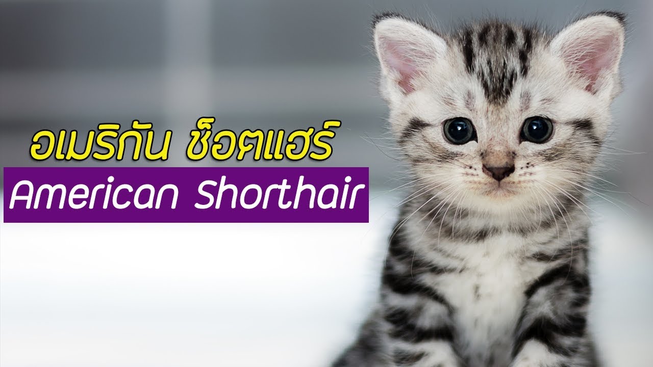 แมว สาย พันธุ์ ต่างๆ  Update 2022  รู้จักแมวพันธุ์ อเมริกัน ช็อตแฮร์ (American Shorthair) #PerkakEiei