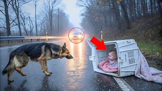 Собака-герой спасает брошенного младенца в коробке — правда довела всех до слез