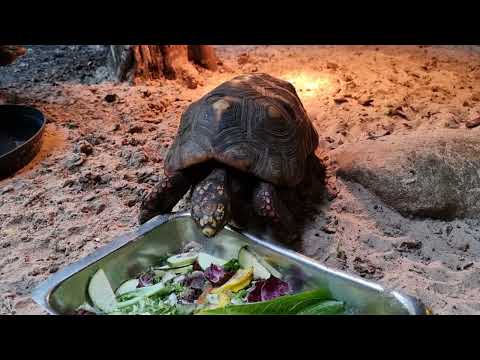 South American red-footed tortoise