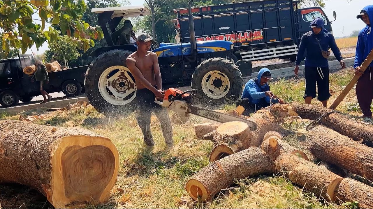 Difficult process!! Cut down 2 trees at the river, Stihl ms 881. - YouTube