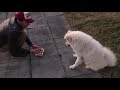 تدريب كلب السامويد samoyed النادر في مصر على امر المنع ، اول حصه كامله بدون مونتاج