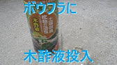 毛虫を木酢液で退治 Youtube